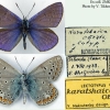 polyommatus thersites karatshaikatabl